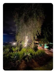 a tree with lights in a garden at night at Quinta Suria in Quito