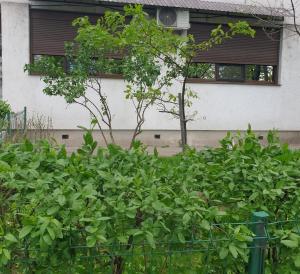 una cubierta de plantas frente a un edificio en Helia Apartment, en Galaţi