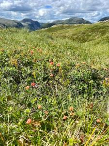 un campo lleno de hierba y flores en un campo en Sjarmerende leilighet i Sirdal, en Haugen