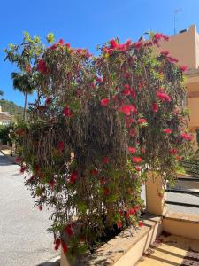 Zahrada ubytování Santa Maria Village, Elviria, Marbella