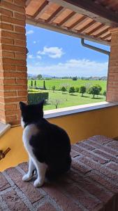 een zwarte en witte kat die uit een raam kijkt bij il Chiassetto Agriturismo No Kids in Cascina