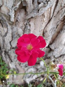 uma flor vermelha na frente de uma parede de pedra em La Rosa Selvatica em Ravarino