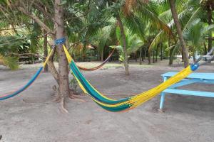 zwei Hängematten, die an einen Baum neben einem Picknicktisch gefesselt sind in der Unterkunft Beautiful House in front of the beach at Masca, Omoa in Omoa
