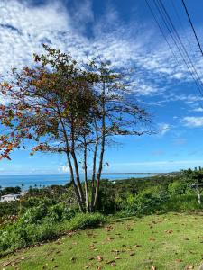 a tree in a field with the ocean in the background at Beleza e praticidade no bairro Mirante in Santa Cruz Cabrália