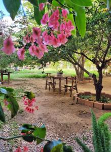 a picnic table under a tree with pink flowers at Hotel Isola in Aiquile