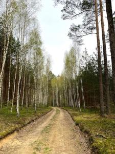 un chemin de terre au milieu d'une forêt arborée dans l'établissement Domek nad jeziorem Guzowy Piec, à Guzowy Piec