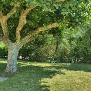 drzewo na trawiastym polu obok chodnika w obiekcie Chambre au cœur des Alpes w mieście Lazer