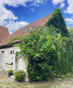 a building covered in ivy next to a house at Pension Pallini in Geiselwind