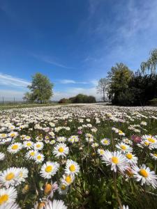 a field of daisy flowers in a field w obiekcie Villa degli Olmi w mieście Castel San Pietro Terme