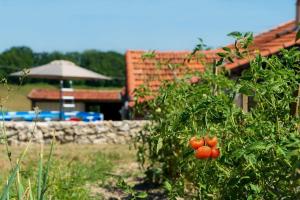 un montón de tomates en un arbusto delante de una casa en Villa pierre campagne en Brassac