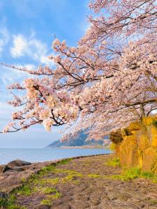 un árbol con flores rosas colgando sobre un cuerpo de agua en 1日1組限定 1棟貸切の古民家 蔵の宿 隠れ蔵, en Nagahama