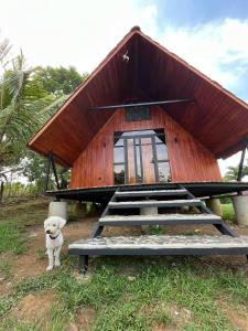 a dog standing in front of a small building at Myra Chalets in Bijagua