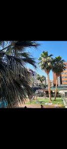 a group of palm trees in a park with people at Parque lagos granada in Granada