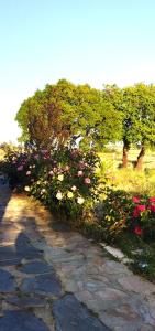 a row of flowers on a stone path at O Recanto do Sobreiro in Vale de Porco