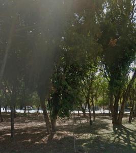 a group of trees in a park with the sun shining at Suíte Proença in Campinas