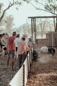 Un gruppo di persone che guardano i maiali in una gabbia. di Katherine Farmstay Caravan Park a Katherine