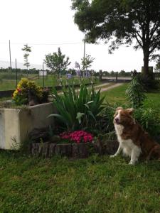 Un cane seduto sull'erba vicino a dei fiori di Valle Rillo Agriturismo a Comacchio