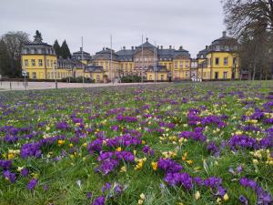 a field of flowers in front of a building at Ruhige Ferienwohnung „Südhang“ direkt am Wald in Bad Arolsen