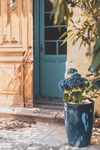 une plante dans un pot devant une porte dans l'établissement Maison Pelissier - Chambres d’hôtes avec piscine, à Cuxac-dʼAude