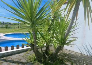 dos palmeras junto a una piscina en Casa Do Vale Hotel en Évora