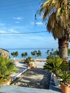a pathway to the beach with a palm tree at ILIOPOULOS Apartments in Mourteri