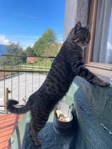 Foto dalla galleria di Casa Laura a Ravascletto