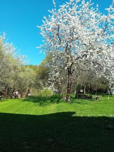 uma árvore com flores brancas num campo em Cazare La Oana em Haţeg