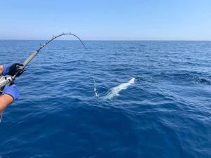 a dolphin is standing in the water hooked to a fishing pole at Burrowhead Holiday Village in Isle of Whithorn