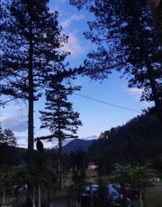 ZavidovićiPine Oasis的相册照片