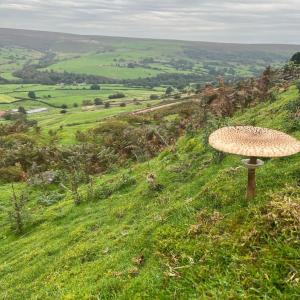 a mushroom on the side of a grassy hill at Shepherd's Hut Bilsdale in Chop Gate