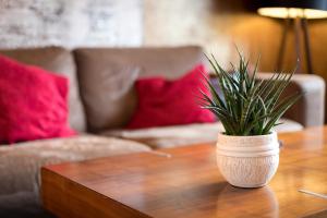 une plante en pot assise sur une table basse en bois dans l'établissement Special Retreat Apartment & Home-Office & Workplace, à Bâle