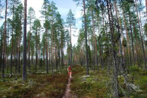 una persona caminando por un sendero en el bosque en 14-Nasjonalpark, sykling, fisking, kanopadling, skogs- og fjellturer, en Trysil