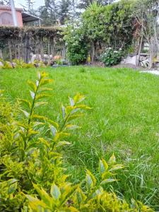 un campo de hierba verde con plantas en primer plano en Casa Campestre Adela en Suesca
