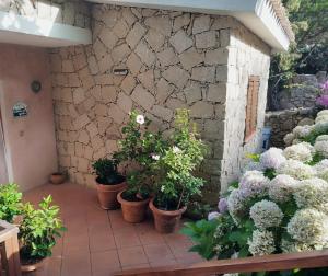 un grupo de plantas en macetas sentadas en un patio en Casa Alma1, en Baja Sardinia