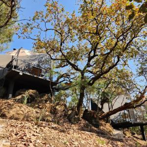 a house on top of a hill with a tree at Cabañas Grasshopper PYGMY in Cuernavaca