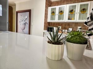 deux plantes en pot assises sur un comptoir dans une cuisine dans l'établissement Jasmine Guest Cottage, à Benoni