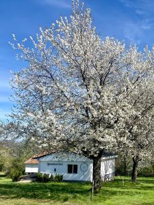 a magnolia tree in front of a building at Little Dreamcatcher in Vadu Crisului Tomnatic Bihor Apuseni in Tomnatic