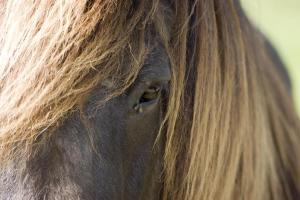a close up of a horse with long hair at Ferienhaus Gersmühle 