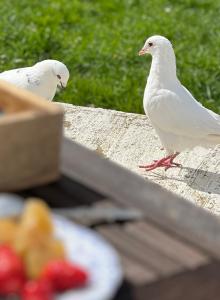 zwei weiße Vögel, die auf einem Tisch mit einem Obstteller stehen in der Unterkunft Manoir de La Barre Ceton in Ceton