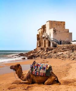 a camel sitting on the beach near the ocean at sidi kaouki ayt karoum in Sidi Kaouki