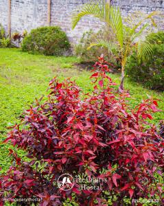 una planta con hojas rojas en un patio en The Canarys Hostal, en Santa Rosa de Cabal