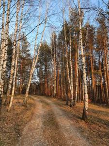 a dirt road in the middle of a forest with trees at Bungalov Zahej Divčibare in Divčibare