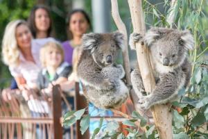 a group of people watching two koala bears in a tree at A 3BR Apt Next to Melbourne Zoo FREE Parking in Melbourne