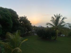 a palm tree in a field with the sunset in the background at AU PIPIRI LÉVÉ in Schœlcher