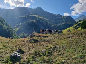 Englhof Modern retreat في Corvara in Passiria: مجموعة من الخيول تمشي على تلة في جبل