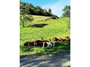 a group of cows laying in the grass on a hill at Eisenmann holiday farm in Gengenbach