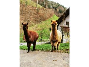 two animals standing next to each other on a dirt road at Eisenmann holiday farm in Gengenbach