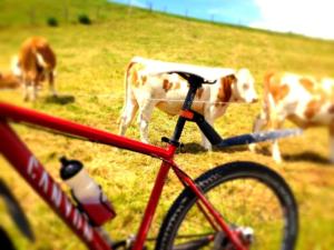 a red bike with cows grazing in a field at Cheese kitchen Bernbeuren in Bernbeuren