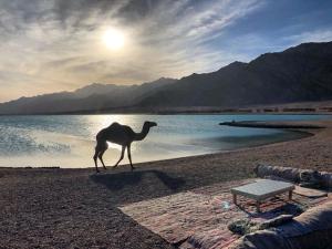 Fotografie z fotogalerie ubytování دهب فيو v destinaci Dahab