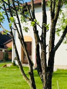 un arbre devant une maison dans l'établissement Elma Guesthouse, à Alba Iulia